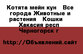 Котята мейн кун - Все города Животные и растения » Кошки   . Хакасия респ.,Черногорск г.